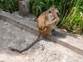 Toque macaque monkey sits on the ground and eats fruit. Ella, Sri Lanka Royalty Free Stock Photo