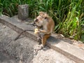 Toque macaque monkey sits on the ground and eats fruit. Ella, Sri Lanka Royalty Free Stock Photo