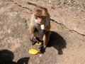 Toque macaque monkey sits on the ground and eats fruit. Ella, Sri Lanka Royalty Free Stock Photo
