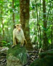 Toque macaque monkey sitting on a rock in the shade of the tropical rain forest, cheek pouch full of collected food Royalty Free Stock Photo