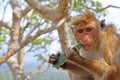 Toque macaque Monkey, Sri Lanka Royalty Free Stock Photo