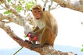 Toque macaque Monkey, Sri Lanka Royalty Free Stock Photo