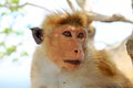 Toque macaque Monkey, Sri Lanka Royalty Free Stock Photo