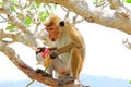 Toque macaque Monkey, Sri Lanka Royalty Free Stock Photo