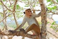 Toque macaque Monkey, Sri Lanka Royalty Free Stock Photo