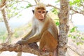 Toque macaque Monkey, Sri Lanka Royalty Free Stock Photo