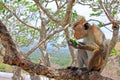 Toque macaque Monkey, Sri Lanka Royalty Free Stock Photo