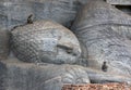 Toque Macaque monkeys sit on the Gal Vihara at the ancient site of Polonnaruwa in Sri Lanka. Royalty Free Stock Photo