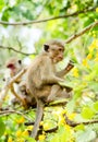 A Toque macaque monky Royalty Free Stock Photo