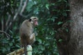 Monkey, The toque macaque is a reddish-brown-coloured Old World monkey endemic to Sri Lanka, where it is known as the rilewa or ri Royalty Free Stock Photo