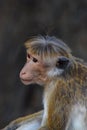 Side view of Toque Macaque, Sri Lanka Royalty Free Stock Photo