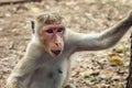 Toque macaque watches the photographer closely. Close up. Sri lanka Royalty Free Stock Photo