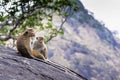 Toque macaques at Dambulla cave temple, Sri Lanka Royalty Free Stock Photo