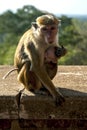 A Toque Macaques feeding its baby on the stairway leading up Sigiriya Rock in Sri Lanka. Royalty Free Stock Photo