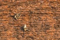 The toque macaques, macaca sinica are climbing the walls of the Jetavanaramaya temple in Sri Lanka. Monkeys on the red bricks Royalty Free Stock Photo