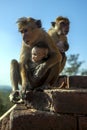 A Toque Macaques monkey feeding its baby on the stairway leading up Sigiriya Rock in central Sri Lanka. Royalty Free Stock Photo