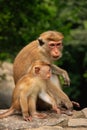 Toque macaques mother and baby sitting at Cave Temple in Dambulla, Sri Lanka Royalty Free Stock Photo