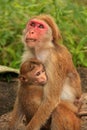 Toque macaques mother and baby sitting at Cave Temple in Dambulla, Sri Lanka Royalty Free Stock Photo