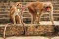Toque macaques sitting at Cave Temple in Dambulla, Sri Lanka Royalty Free Stock Photo