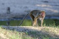 A Toque Macaques at Yala National Park in southern Sri Lanka. Royalty Free Stock Photo