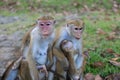 Toque monkey family Royalty Free Stock Photo