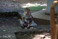 Toque monkey feeding a baby monkey Royalty Free Stock Photo