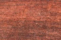 Toque, playing monkey with evening sun, on the orange brick wall. Macaque in nature habitat, stupa Jetavanaramaya, Anuradhapura, Royalty Free Stock Photo