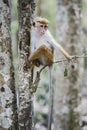 Toque Macaque - Macaca sinica, Sri Lanka Royalty Free Stock Photo