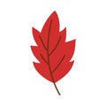 A stylized illustration of a red leaf with a simple brown stem and veins. Royalty Free Stock Photo