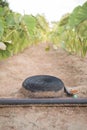 Tora plants Farm with water hose lay on the ground