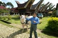 Tedong Bonga, buffalo toraja Royalty Free Stock Photo