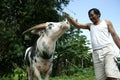 Tedong Bonga, buffalo toraja Royalty Free Stock Photo