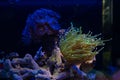 torch coral animal move tentacle in flow, hunt for food, LPS duncan coral glued to frag plug, live rock