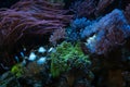 torch coral, Capnella sp and pulsing xenia, fluorescent polyp frag, Clark\'s anemonefish in bubble tip anemone, live rock eco