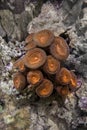 Torch coral - Caulastrea Royalty Free Stock Photo