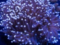 Torch coral