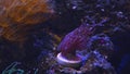 torch coral frag grow on plug and move violet tentacle, absorb dissolved organic matter in reef