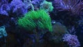 torch coral on frag plug move green fluorescent tentacles, active animal in laminar flow of reef marine aquarium, popular pet in