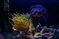 torch coral move tentacle in flow, hunt for food and sting, LPS duncan coral glued to frag plug