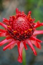 Torch Ginger