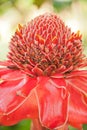 Torch ginger