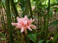 Torch Ginger Flower in tropical forest