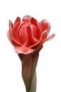 Torch ginger flower on white background