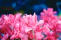 Torch ginger in flowers market ,Chiang mai ,Thailand