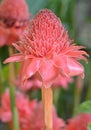 Torch Ginger Royalty Free Stock Photo
