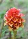 Torch Ginger Royalty Free Stock Photo