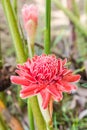 Torch ginger.