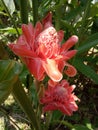 Torch ginger is a plant in the Zingiberales family whose flowers are edible.