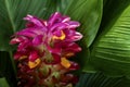 Torch ginger red flower Alpinia purpurata with on green leaves