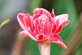 Torch ginger2